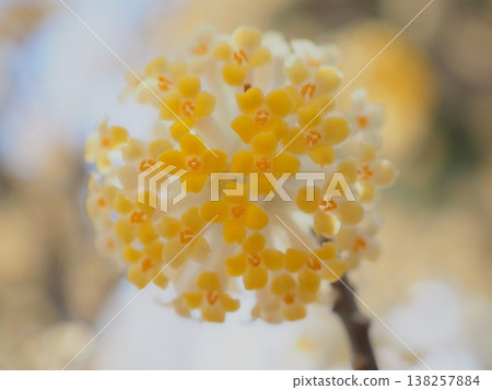 Round paperbush flowers bathed in spring sunlight (afli20260327142844) 138257884