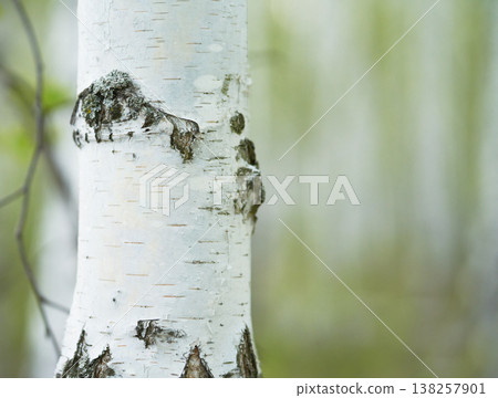 Birch forest in sunlight in the morning on blur background with bokeh.    138257901