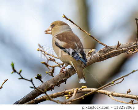 Shime perching on a branch 138258062