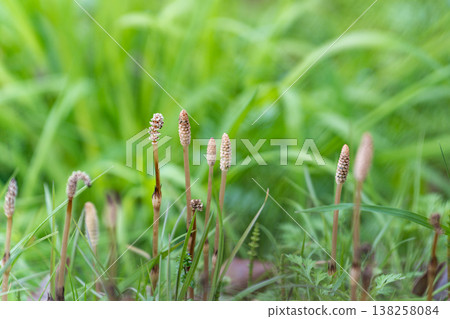 Horsetail blooming in the spring field Horsetail blooming in the spring field 138258084