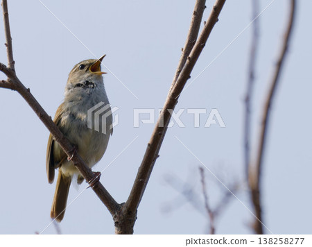 一隻日本林鶯的鳴叫聲,這隻野生鳥兒棲息在春枝上。 一隻日本林鶯的鳴叫聲,這隻野生鳥兒棲息在春枝上。 138258277