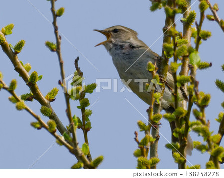Spring buds and a singing Japanese bush warbler Spring buds and a singing Japanese bush warbler 138258278