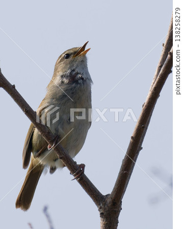 A close-up of a singing Japanese bush warbler, a wild bird that heralds spring. 138258279