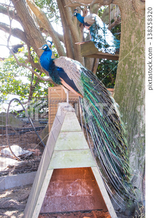 伊豆沙博天動物園的孔雀 伊豆沙博天動物園的孔雀 138258320