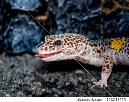 Leopard gecko Leopard gecko 138258353