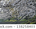 The cherry blossom trees in full bloom along the Otogawa River embankment overlooking Okazaki Castle, and the spring scenery. 138258403