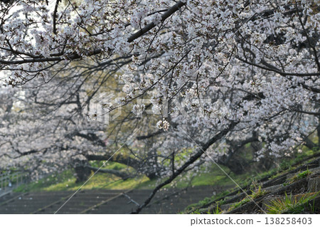 The cherry blossom trees in full bloom along the Otogawa River embankment overlooking Okazaki Castle, and the spring scenery. The cherry blossom trees in full bloom along the Otogawa River embankment overlooking Okazaki Castle, and the spring scenery. 138258403