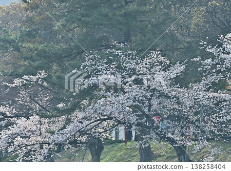 Cherry trees reflected on the surface of the Otogawa River, with a distant view of Okazaki City against a clear blue sky. 138258404