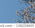 Cherry blossoms in full bloom against the blue sky and copy space 138258405