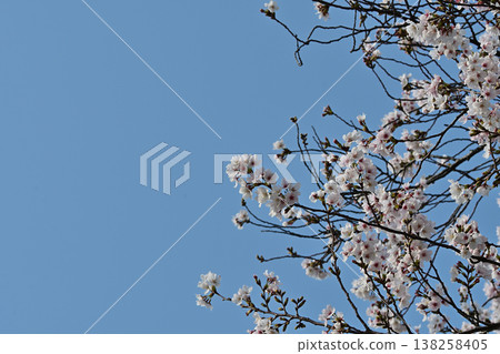 Cherry blossoms in full bloom against the blue sky and copy space Cherry blossoms in full bloom against the blue sky and copy space 138258405