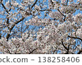 Cherry blossoms in full bloom and spring sunshine fill the blue sky. 138258406