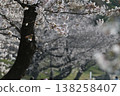 The cherry tree trunks bathed in spring sunlight, and the bokeh effect of the row of cherry trees stretching into the distance. 138258407
