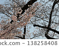 The branches of cherry blossoms in full bloom stretch straight up into the blue sky, bathed in the spring sunshine. 138258408