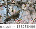 A close-up of a brown-eared bulbul pecking at flowers on a branch of a fully bloomed cherry tree. 138258409