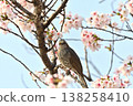 A bulbul perched on a cherry tree branch under the clear spring sky. 138258410