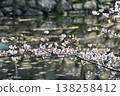 Cherry blossom branches blooming against the backdrop of the moat's stone walls and the water's surface create a picturesque scene. 138258412