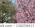 A scene of cherry blossoms in full bloom and budding trees under a blue sky. 138258413