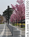 A spring walking path lined with cherry trees in full bloom. 138258500