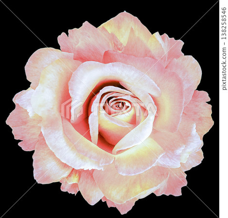Rose flower on black isolated background with clipping path. Closeup. For design. Nature. Rose flower on black isolated background with clipping path. Closeup. For design. Nature. 138258546