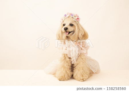 戴花冠的馬爾濟斯犬潘娜 戴花冠的馬爾濟斯犬潘娜 138258560