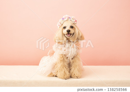 戴花冠的馬爾濟斯犬潘娜 戴花冠的馬爾濟斯犬潘娜 138258566