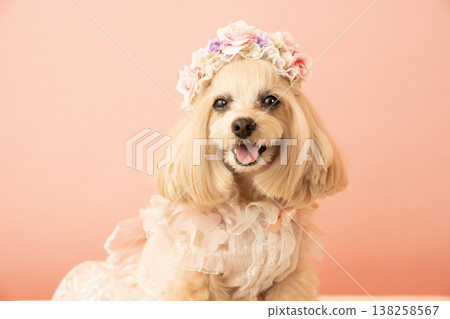 戴花冠的馬爾濟斯犬潘娜 138258567
