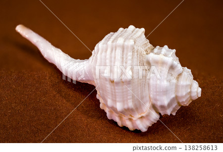 Tibia fusus seashell on brown background 138258613