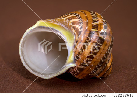 onna sulcosa seashell on brown background 138258615