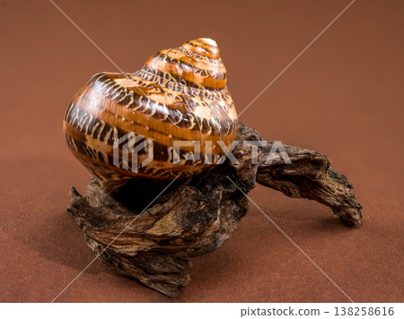 Tonna sulcosa shell with driftwood on brown background 138258616
