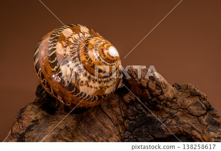 Tonna sulcosa shell with driftwood on brown background 138258617