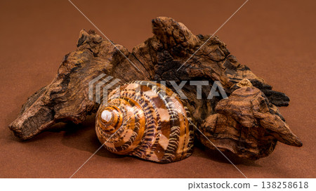 Tonna sulcosa shell with driftwood on brown background 138258618