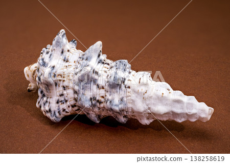 Seashell Hexaplex trunculus on brown background 138258619