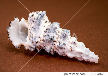 Seashell Hexaplex trunculus on brown background Seashell Hexaplex trunculus on brown background 138258620