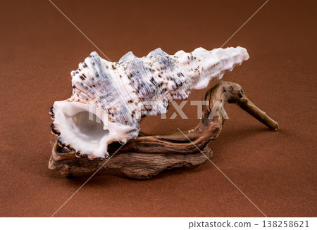 Hexaplex trunculus seashell with driftwood on brown background Hexaplex trunculus seashell with driftwood on brown background 138258621