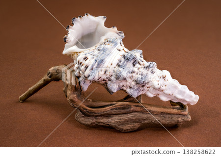Hexaplex trunculus seashell with driftwood on brown background Hexaplex trunculus seashell with driftwood on brown background 138258622