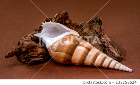 Long Tibia fusus shell with driftwood on brown background Long Tibia fusus shell with driftwood on brown background 138258624