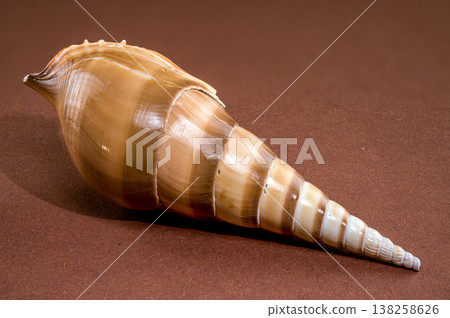Long Tibia fusus seashell on brown background 138258626