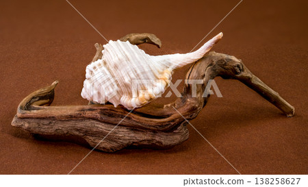 Tibia fusus seashell with driftwood on brown background 138258627