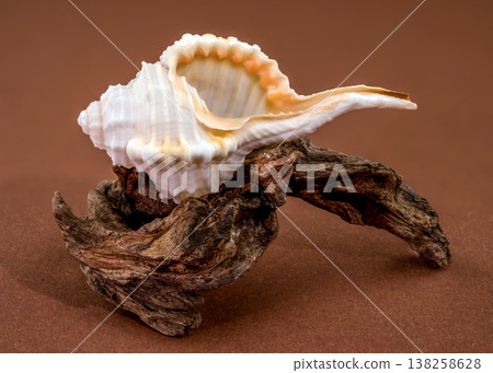 Tibia fusus seashell with driftwood on brown background 138258628