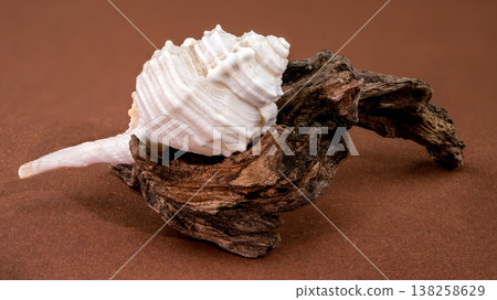Tibia fusus seashell with driftwood on brown background 138258629