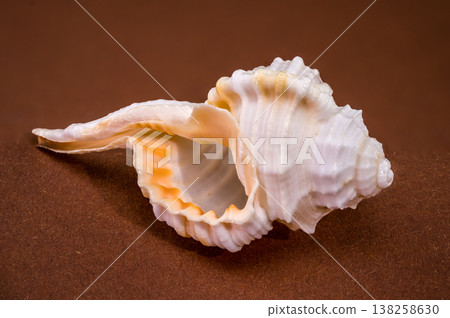Tibia fusus seashell on brown background 138258630