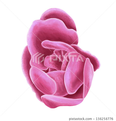 Rosehip flower bud. Pink wild rose. Hand-drawn watercolor illustration, isolated background. Spring clip art. Perfect for printing on paper and fabric, and for tea and cosmetic packaging designs. 138258776