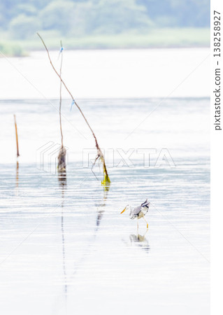 Gray heron Gray heron 138258927