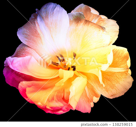 Tulip. Flower on black isolated background with clipping path. For design. Closeup. Nature. Tulip. Flower on black isolated background with clipping path. For design. Closeup. Nature. 138259015
