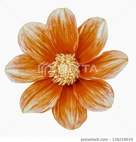 Dahlia flower  on a  white isolated background with clipping path. Closeup.  Nature. 138259019