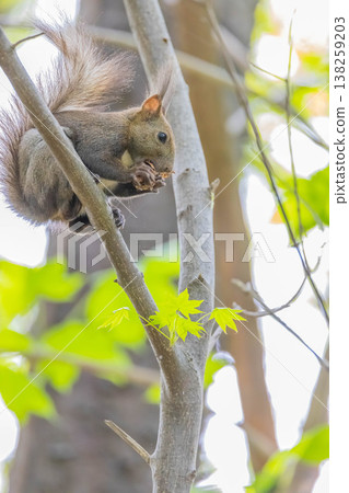 Ezorisu 138259203