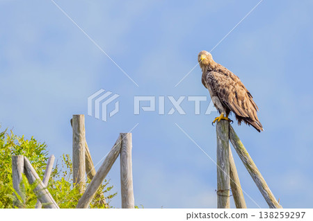 White-tailed eagle 138259297