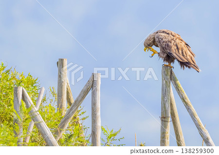 White-tailed eagle White-tailed eagle 138259300