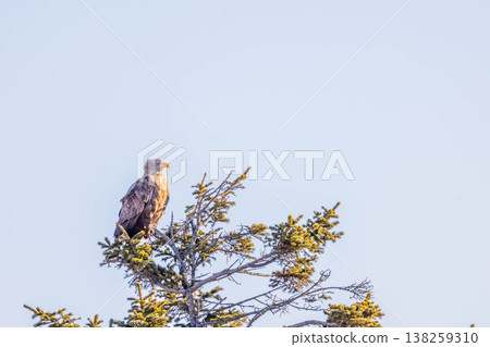 White-tailed eagle White-tailed eagle 138259310