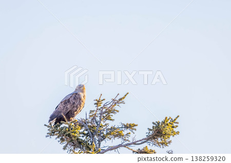 White-tailed eagle White-tailed eagle 138259320